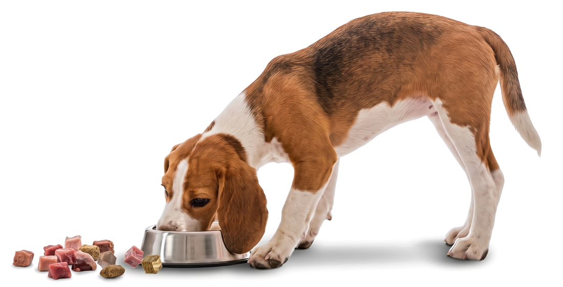 Beagle frisst BARF aus seinem Napf