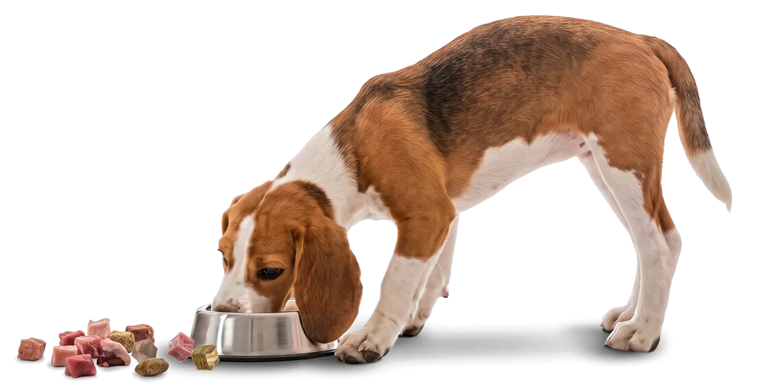 Beagle frisst BARF aus seinem Napf